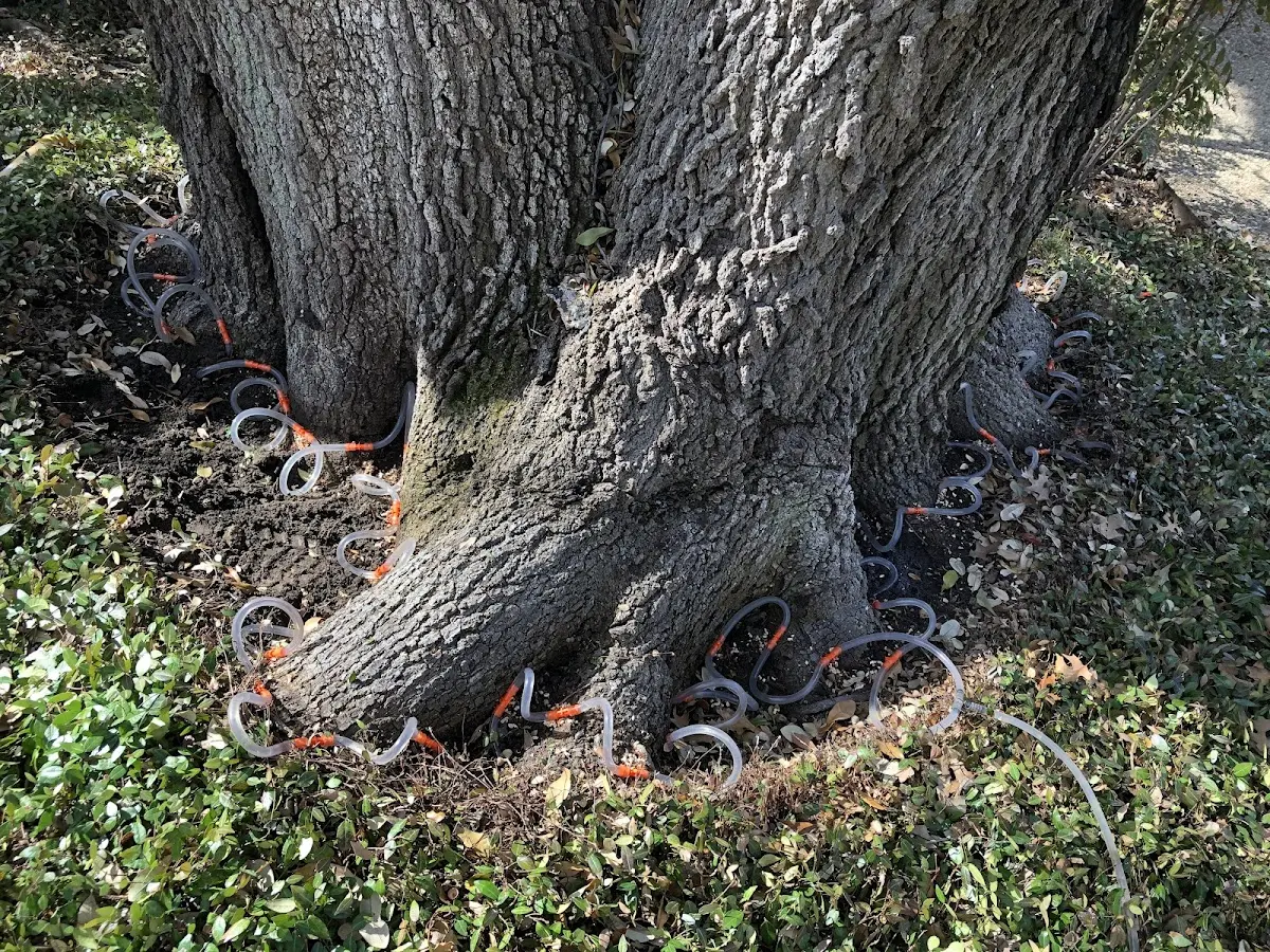 Detailed Tree Cabling and Bracing job site in Curdsville