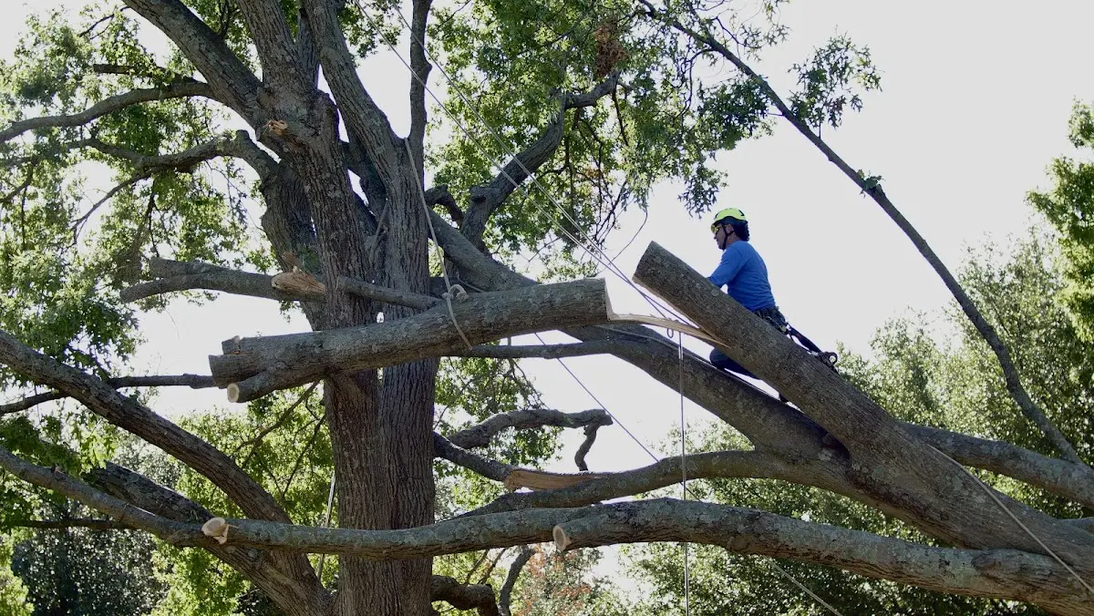 Professional Crown Thinning performed by certified arborists in Curdsville