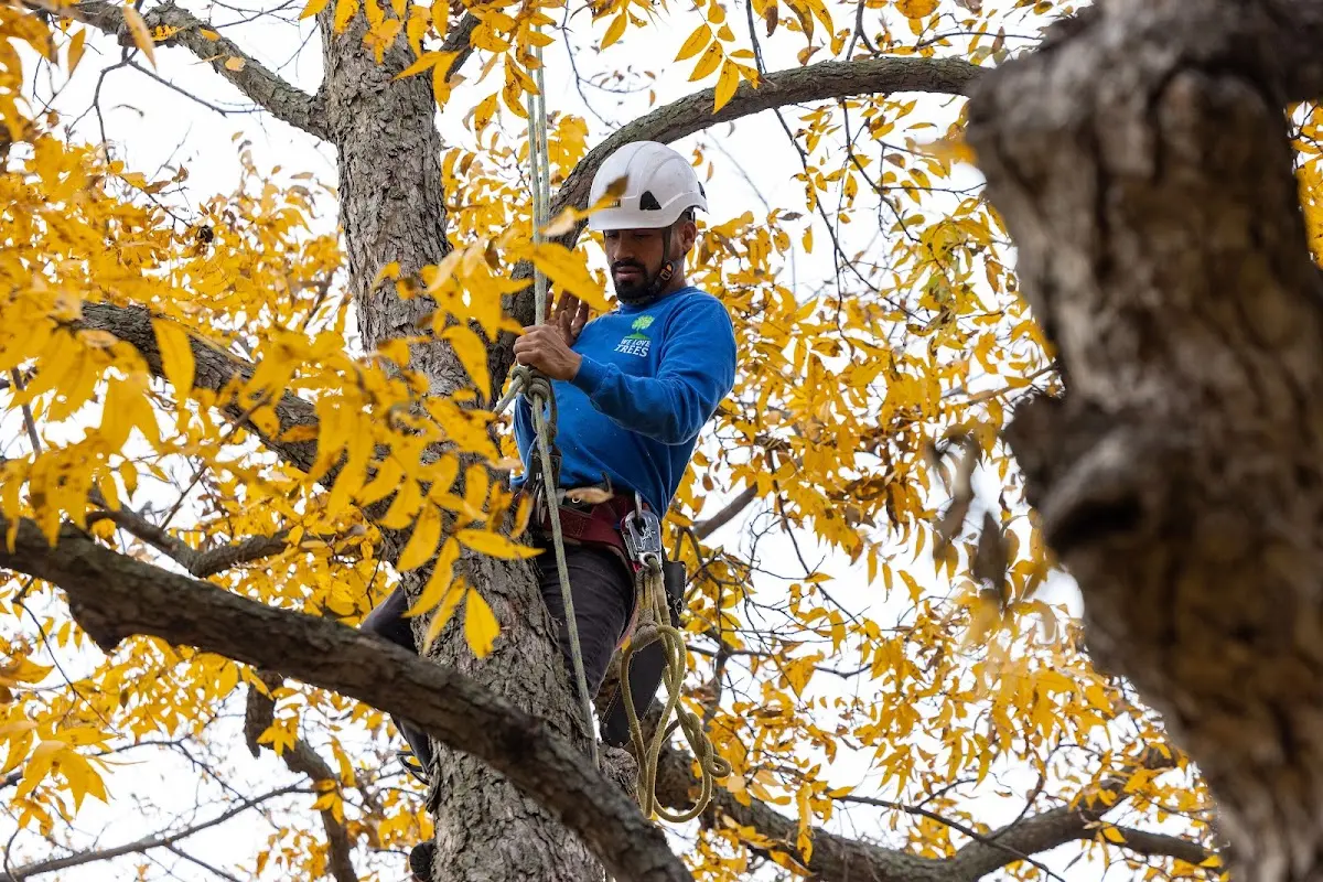 Skilled Tree Planting crew working in Curdsville